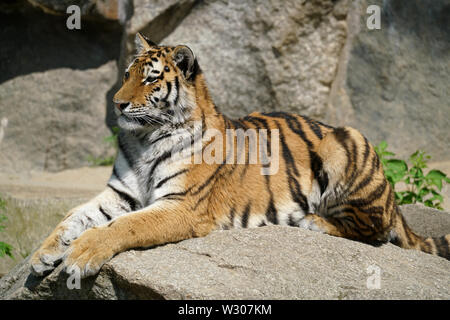 Tiger dans le zoo Banque D'Images