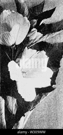 PSM V63 D256 Swamp mauve rose Hibiscus moscheutos Banque D'Images