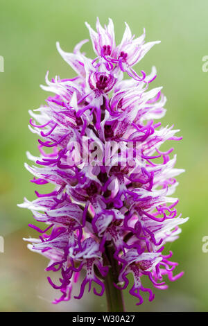 Wild Orchid knowm communément comme l'Orchidée singe (Orchis Simia) sur un fond vert hors foyer Banque D'Images