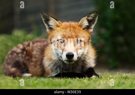 Close up of a red fox (Vulpes vulpes) allongé sur l'herbe. Banque D'Images