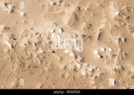 Les coquillages sur la belle plage de sable, l'été à Yyteri à Pori, Finlande Banque D'Images