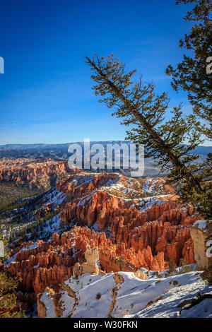 Un arbre se penche sur le coup à un Parc National de Bryce Canyon, Utah, USA Banque D'Images