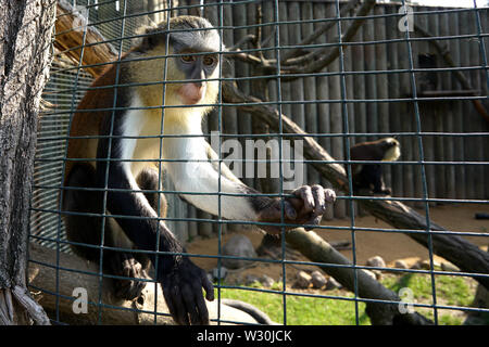 Singe dans une cage Banque D'Images