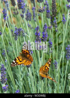 Les papillons en champ de lavande, Plateau de Lassithi, Grèce Banque D'Images