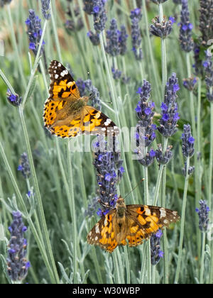 Les papillons en champ de lavande, Plateau de Lassithi, Grèce Banque D'Images