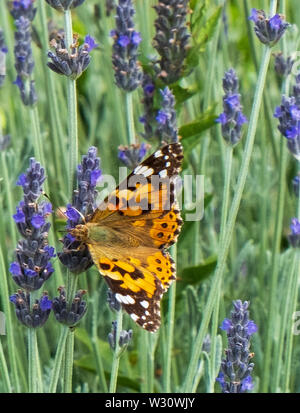 Les papillons en champ de lavande, Plateau de Lassithi, Grèce Banque D'Images