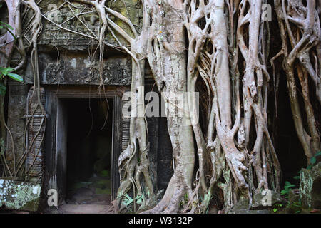 Racines d'un figuier (Ficus étrangleur gibbosa) entourent la porte d'un lieu de culte dans le sanctuaire intérieur, Ta Prohm, Angkor, Siem Reap, Cambodge Banque D'Images