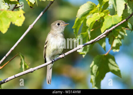 Bois de l'Est Contopus virens-pewee, perché sur un arbre en été, Nova Scotia, Canada Banque D'Images