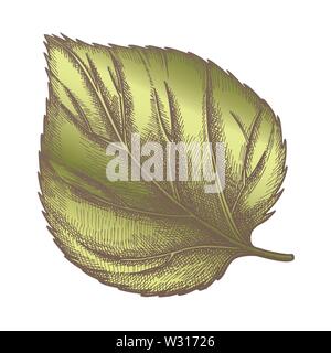 Couleur Nature Feuilles de plantes Houblon closeup Illustration de Vecteur