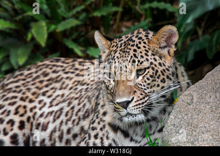 Persian leopard / Caucasian leopard (Panthera pardus tulliana / Panthera pardus saxicolor) originaire de Turquie, Caucase, l'Iran, l'Afghanistan et l'Asie Banque D'Images