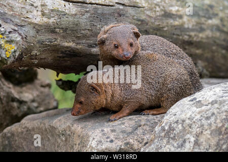 Deux nains commun mongoose (Helogale parvula) originaire de l'Est et du sud de l'Afrique Centrale Banque D'Images