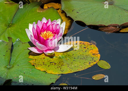 Cultivar rose du Nymphæa / water lily en fleurs en étang Banque D'Images