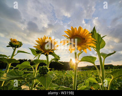 La floraison des tournesols à la lumière du soleil couchant à Dorothea Dix Park à Raleigh, Caroline du Nord. Banque D'Images