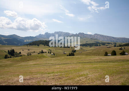 Le Naturpark Schlern Rosengarten vu de prés généralisée et les forêts de l'été Alpe di Siusi Ortisei Val Gardena Dolomites Italie Banque D'Images