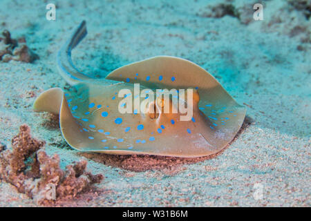 Bluespotted stingray (Taeniura lymma) ou une ribbontail ray sur l'océan. Banque D'Images