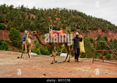 Promenades en chameau dans les montagnes de l'atlas du Maroc au bord de la route, une scène rurale marocaine locale le long des routes de montagne et vilages berbère Banque D'Images