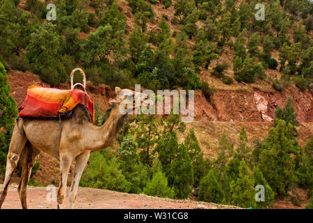 Promenades en chameau dans les montagnes de l'atlas du Maroc au bord de la route, une scène rurale marocaine locale le long des routes de montagne et vilages berbère Banque D'Images