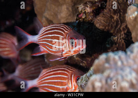 Couronne (Sargocentron diadema) marignans orange métallisé brillant/rouge poissons colorés avec des rayures blanches sur le côté du corps de près. Banque D'Images