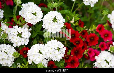 Verbena Lanai avec 'Blanc' calibrachoa Million Bells dans l'arrière-plan Banque D'Images