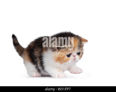 Mignon petit 4 semaines chaton Exotic Shorthair, jouer / marche côté. À l'avant avec les yeux bleus. Isolé sur fond blanc. Banque D'Images