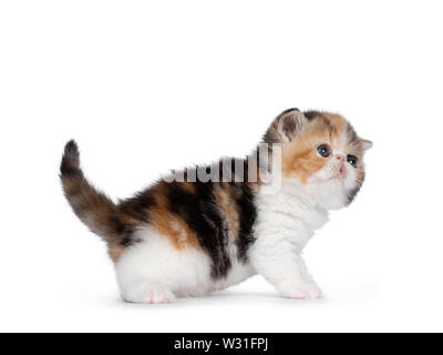 Mignon petit 4 semaines chaton Exotic Shorthair, jouer / marche côté. Jusqu'à la avec les yeux bleus. Isolé sur fond blanc. Dans ai féroce de queue Banque D'Images