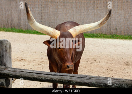 Belle ferme sur l'exploitation de bovins Watusi Banque D'Images