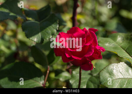 Les jeunes jardin fleuri juste rose rouge Banque D'Images