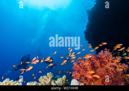 Seascape avec lyretail anthias (Pseudanthias squamipinnis) poisson au premier plan et derrière eux de coraux mous, avec des plongeurs dans l'arrière-plan. Banque D'Images