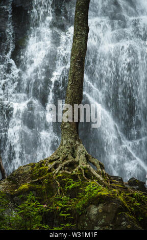 Arbre qui pousse sur un sol rocailleux à l'arrière-plan de Crabtree Falls, North Carolina, USA. Banque D'Images