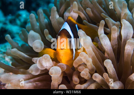 Mer Rouge poisson clown (Amphiprion bicinctus) dans une bulle (Entacmaea quadricolor anémone) close up. Banque D'Images