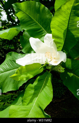 Big leaf Magnolia, Magnolia macrophylla, en fleurs à Berkshire Botanical Garden à Stockbridge, Massachusetts, USA. Banque D'Images