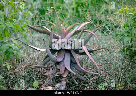 Flore Plantes Succulentes en pot géant Agave dans un jardin de fleurs ornementales Banque D'Images