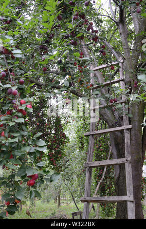 Ancienne échelle en bois appuyée contre prunier, cerisier-prunes Prunus cerasifera Banque D'Images