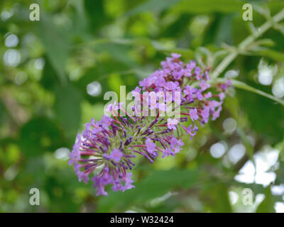 Buddleia davidii de onum , Nanho-Purple «' Fleur Banque D'Images