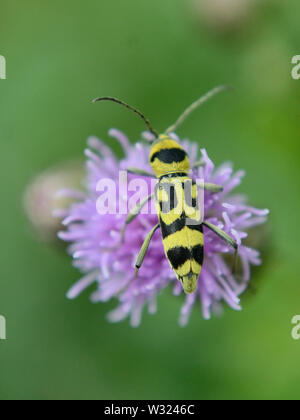 Close up of grape-bois-borer sur chardon, Chlorophorus varius Banque D'Images