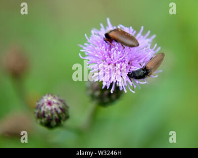 Cliquez sur manger les insectes pollen sur chardon Banque D'Images