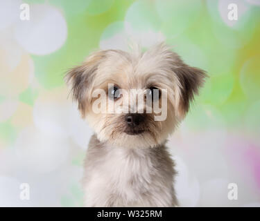 Morkie Maltais Yorkshire Chien Mix Face Portrait sur un fond printemps coloré Banque D'Images