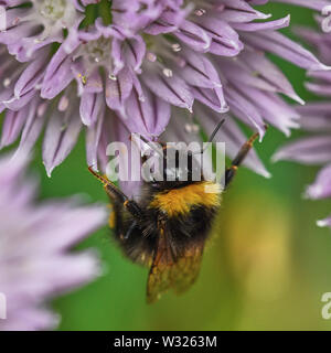 Abeille sur ciboulette Banque D'Images