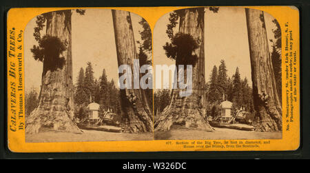La Section de l'arbre, 30 pieds de diamètre, et de la Chambre sur le moignon, de les sentinelles, par Lawrence & Houseworth 3 Banque D'Images