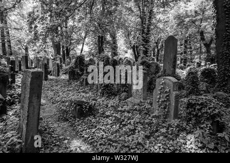 Vieilles pierres tombales négligées, parmi les sous-bois dans le Nouveau cimetière juif de Kazimierz, le quartier juif, à Cracovie, Pologne. Banque D'Images