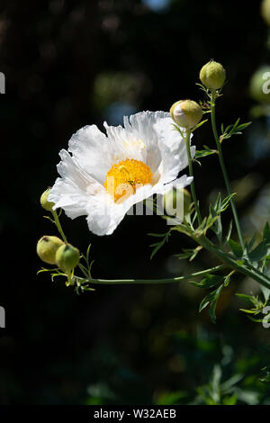 Tree poppy californien (Romneya coulteri) floraison dans un jardin en juillet, England, UK Banque D'Images