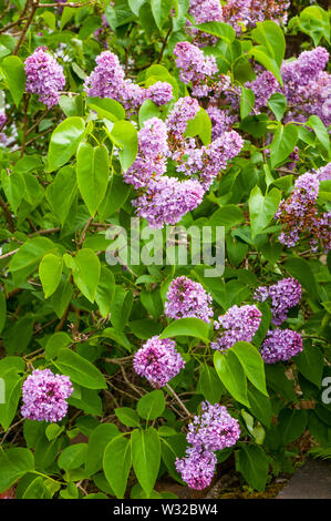 Syringa vulgaris lilas commun avec de longues panicules de fleurs rose en pleine floraison on tree Banque D'Images