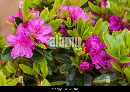 Azalea Rhododendron Lilas Geisha vue rapprochée de la lumière fleurs violettes sur plante en pleine floraison et faible floraison printemps evergreen compat Mai à Juin Banque D'Images