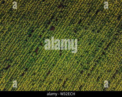 Champ de tournesols. La récolte de tournesol. Fleurs lumineuses vue aérienne drone. Banque D'Images