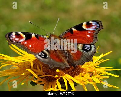 Macro d'un papillon aux ailes propagation peacock Banque D'Images