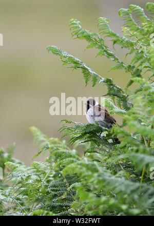 Le roseau commun, passereaux, Emberiza schoeniclus Bruant en Ecosse, Royaume-Uni, Europe Banque D'Images