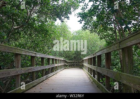 Promenade spectaculaire à travers une luxuriante végétation tropicale Banque D'Images
