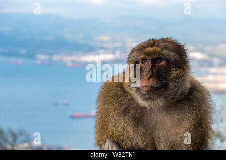 Macaques de Barbarie singe sur le rocher de Gibraltar Banque D'Images