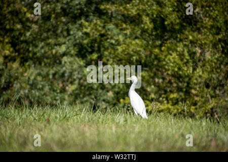 La grande aigrette (Ardea alba), également connu sous le nom de la grande aigrette, aigrette garzette, ou (dans l'Ancien Monde) grande aigrette ou grand héron blanc. Banque D'Images