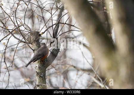 Libre d'un petit robin bird, avec boutons de fleurs au printemps ou le printemps à Virginia Banque D'Images